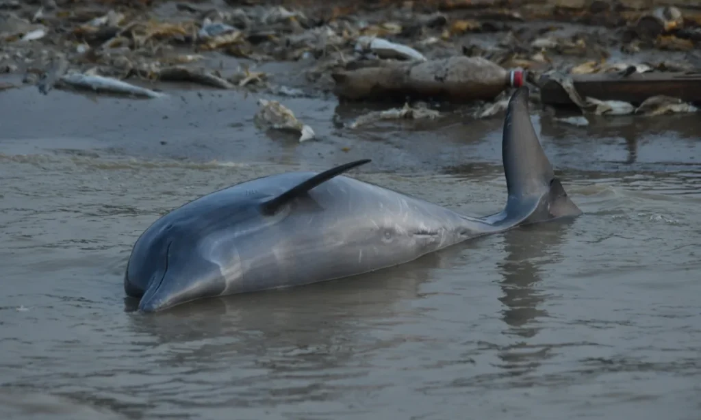 53 Dolphins Die Amid Amazon Drought